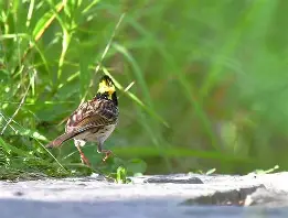 ?⑨Kd{?nD?漄堝K◇l7~^]鹀覭